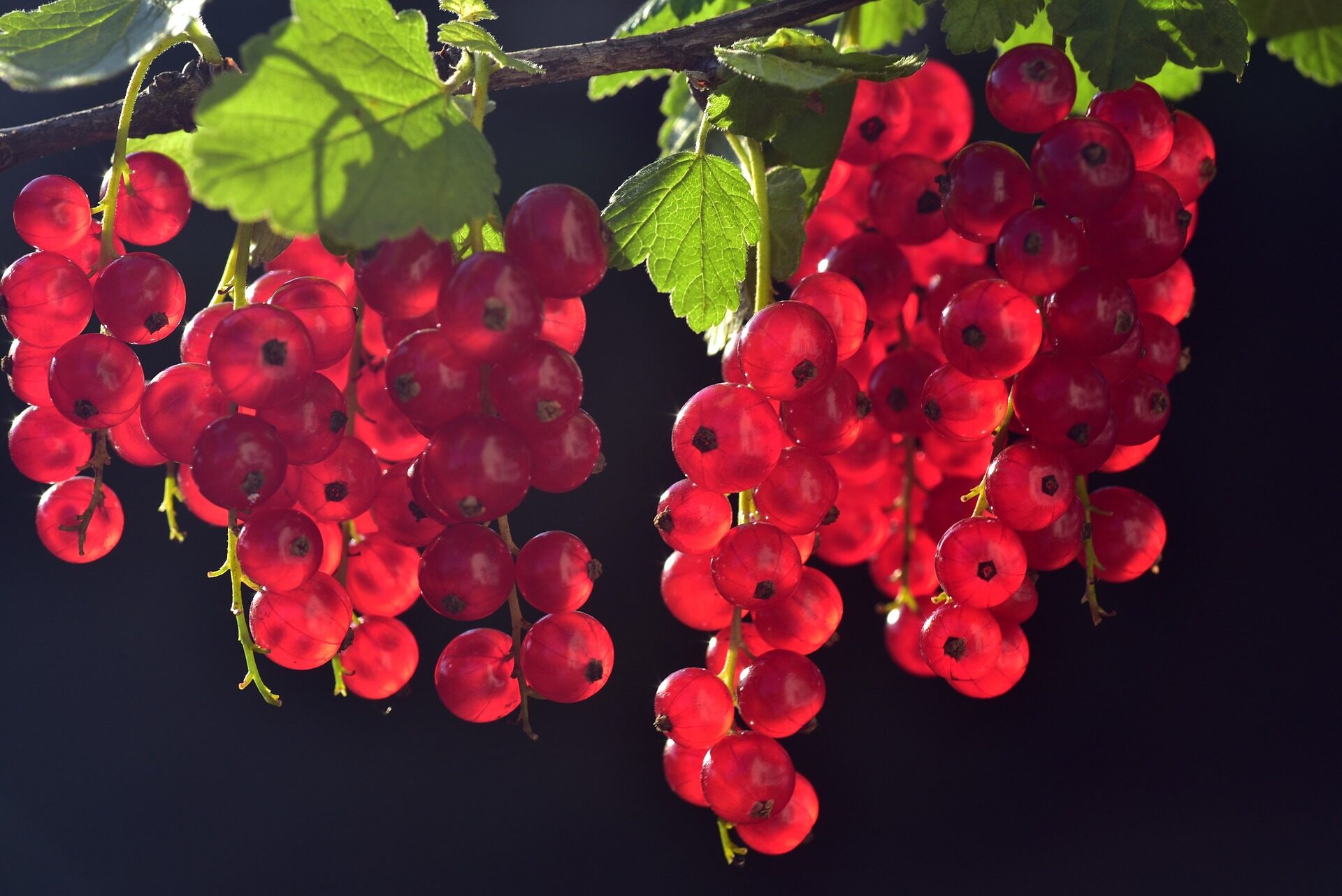 Currants 3538617